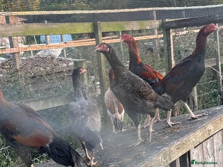 Chickens poultry - Advert 12