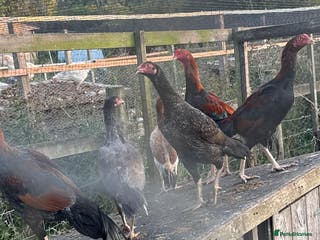 Chickens poultry Shamo chickens cocks and hens - Advert 6