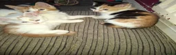 Mixed Breed cats for sale: Stunning kittens loving sweet playful in Houghton le Spring - Advert 4