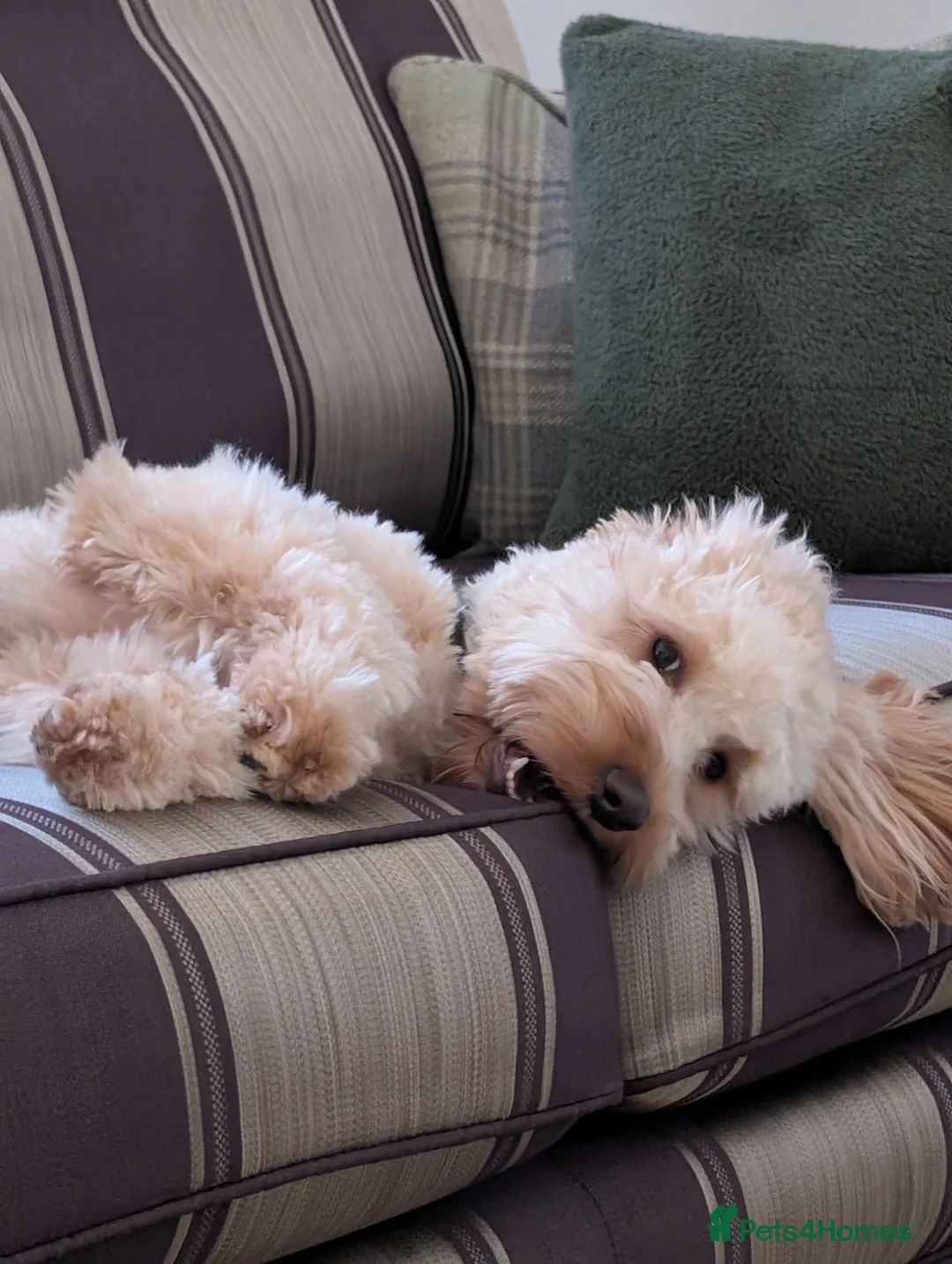 Cockapoo dogs for sale: Cockapooh  - Advert 2