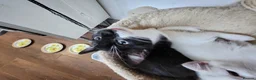 Mixed Breed cats for sale: White cats lovers calling  - Advert 6