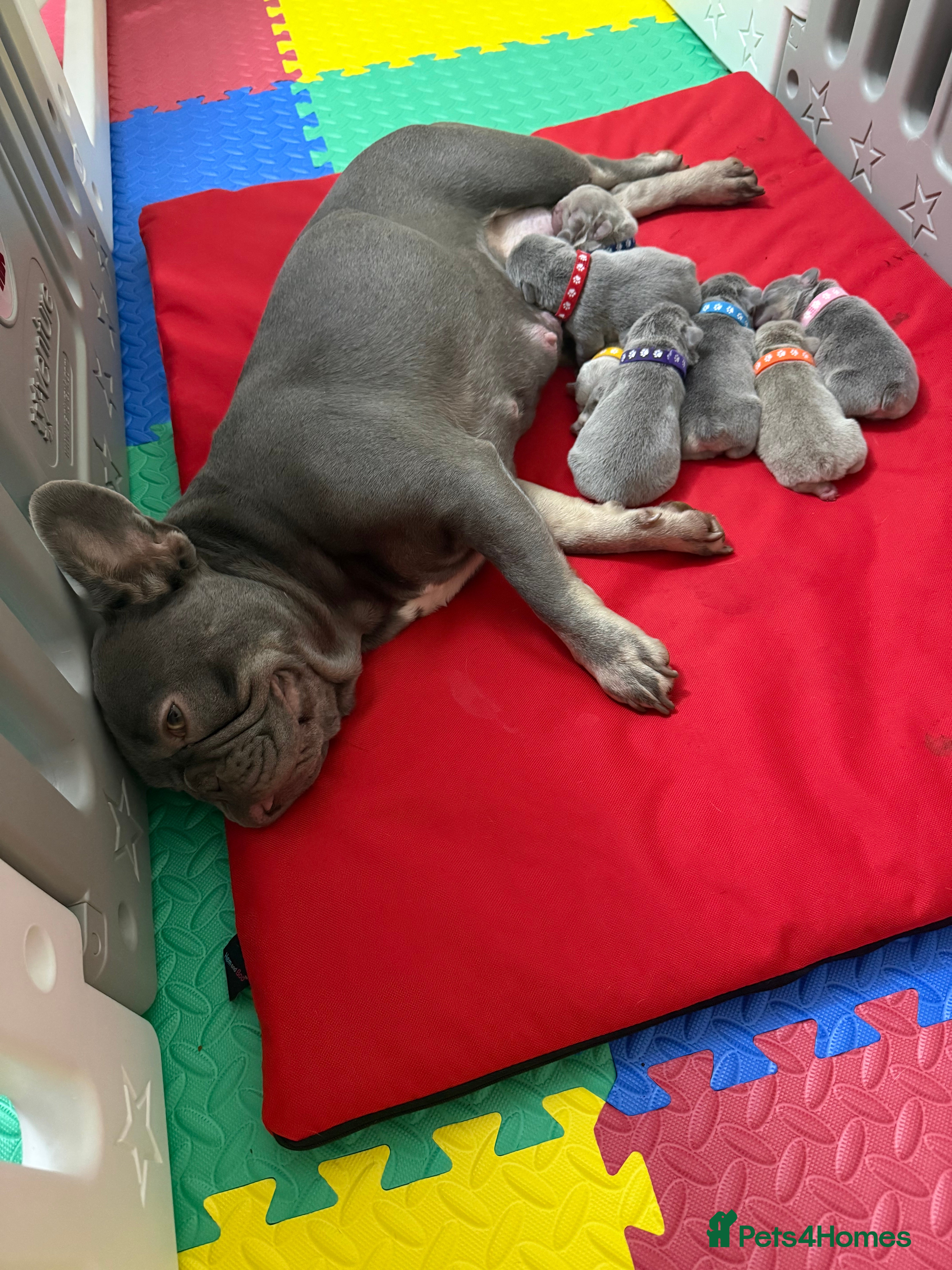 French Bulldog dogs FrenchBulldog Puppies Ready forTheirForeverHomes🐾 - Advert 1