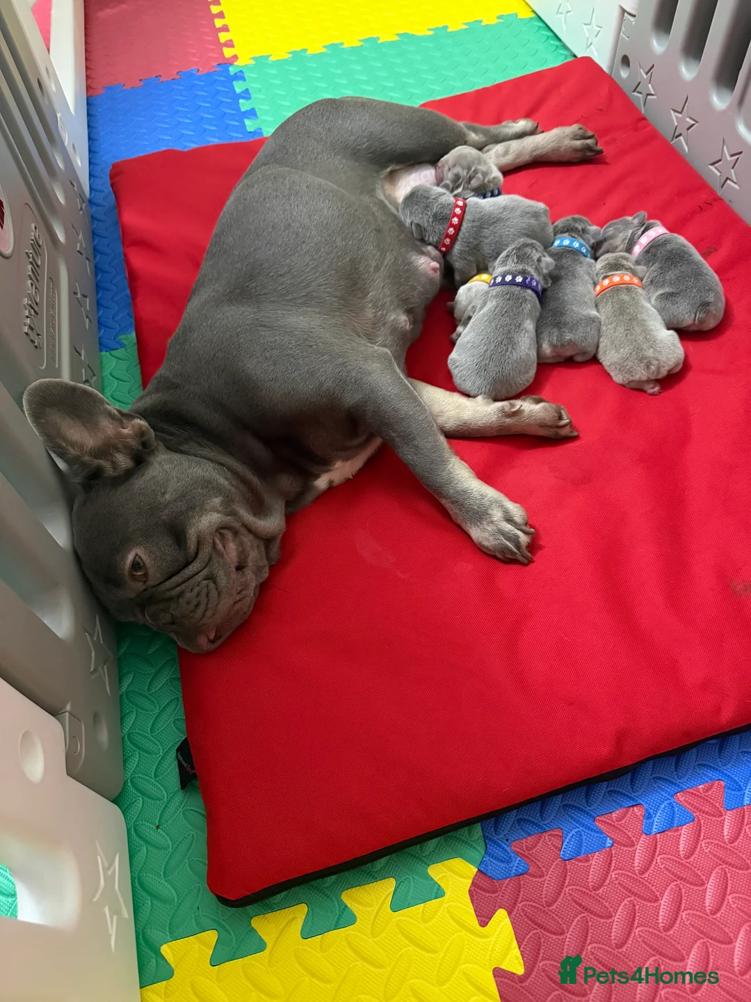 French Bulldog dogs for sale: FrenchBulldog Puppies Ready forTheirForeverHomes🐾 - Advert 13