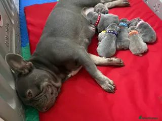 French Bulldog dogs FrenchBulldog Puppies Ready forTheirForeverHomes🐾 - Advert 1