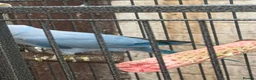 Ringnecks birds for sale: Blue mail - Advert 7