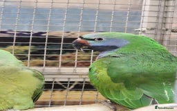Parrots birds for sale: Stunning Birds/Parakeets/Parrots available  - Image 12