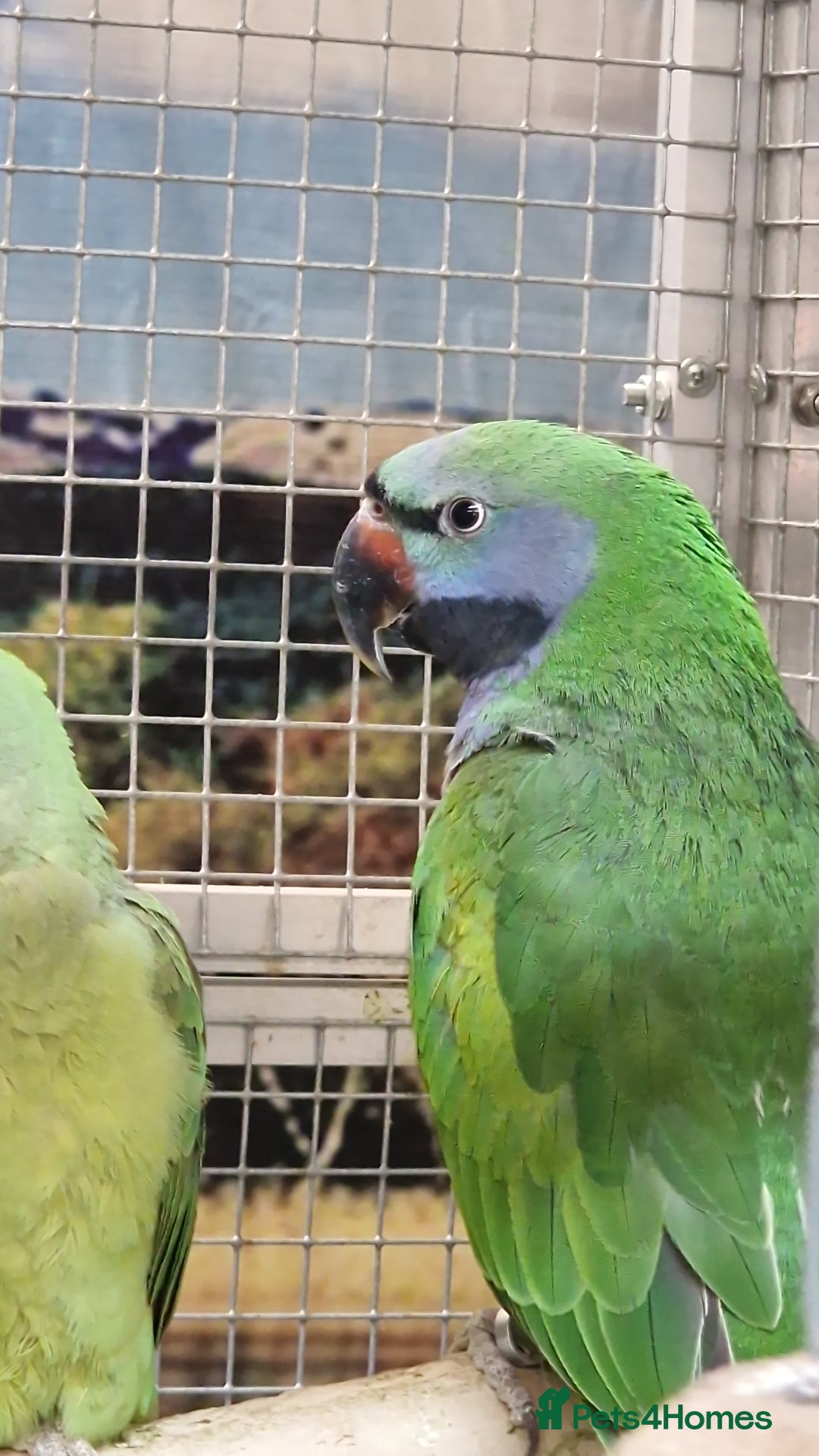 Parrots birds for sale: Stunning Birds/Parakeets/Parrots available  - Image 12