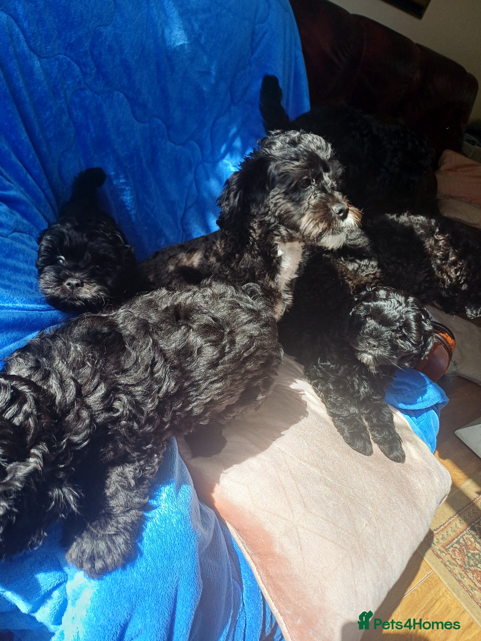 Lhasapoo dogs for sale: Lhaspoo puppies - Advert 1