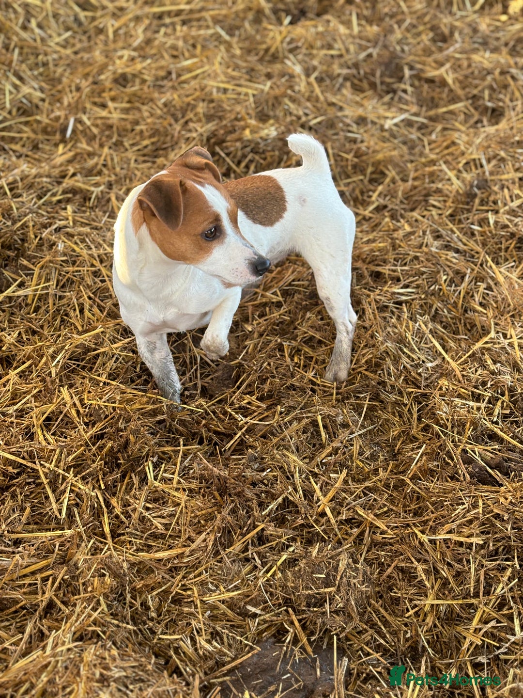 Jack Russell dogs for sale: Jack Russell puppies  - Advert 15