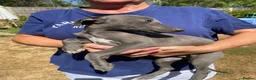 Whippet dogs for sale: Beautiful blue/brindle Whippets  - Advert 7