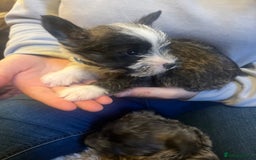 Mixed Breed dogs for sale: Westie x jack russels  - Image 8