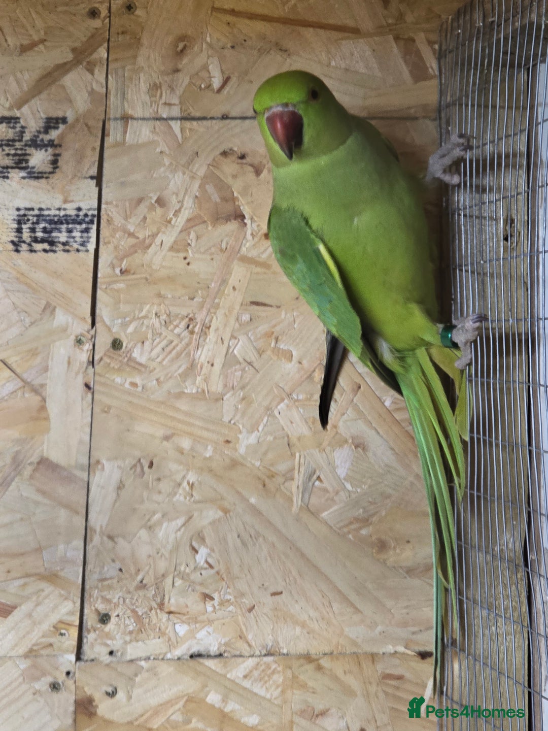 Ringnecks birds for sale: ringnecks  - Advert 2