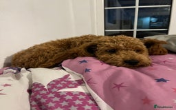 Cavapoo dogs for sale: Male Cavapoo for Sale - Image 6
