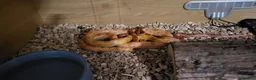 Corn Snake reptiles for sale: 4 cornsnakes for sale - Advert 2