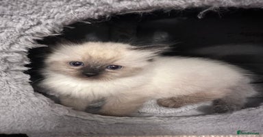 Ragdoll cats - Advert 5