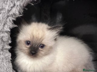 Ragdoll cats - Advert 1