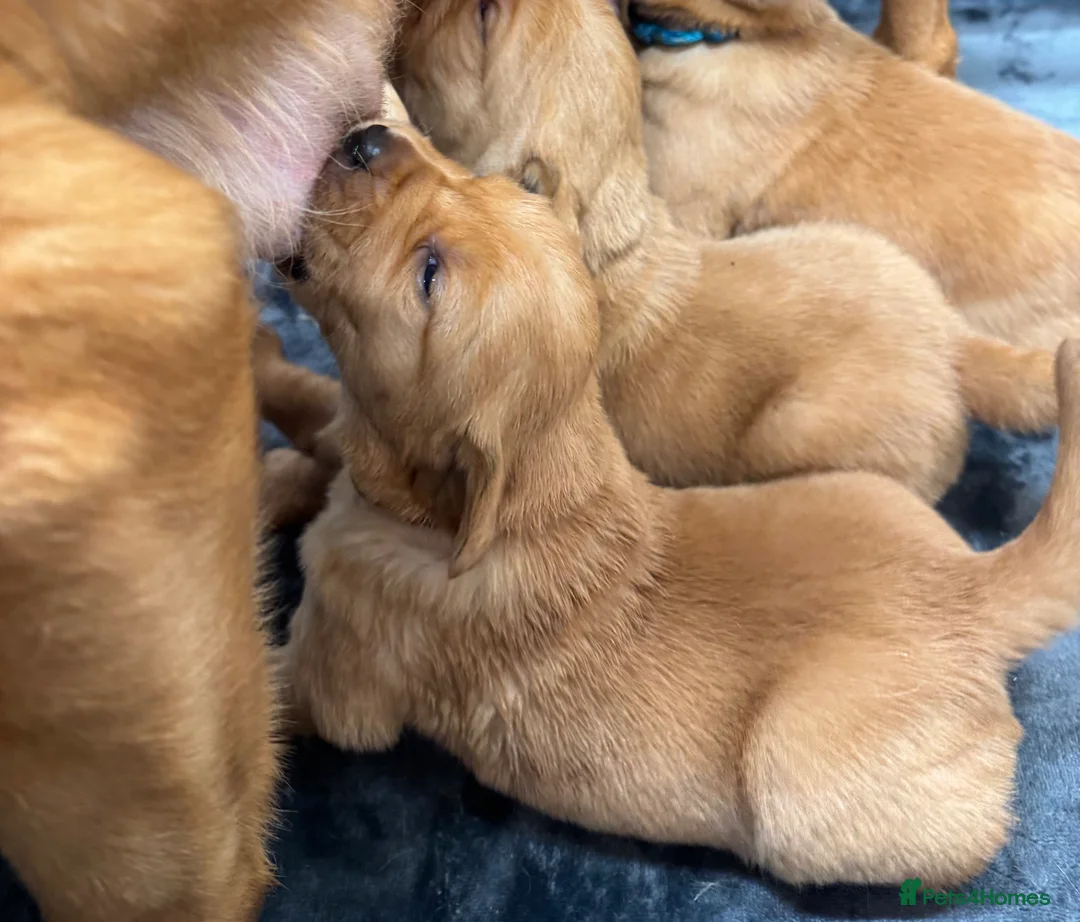 Goldador dogs for sale: Fox Red Golden Retriever X Labrador pups 🧡 in Thetford - Advert 12
