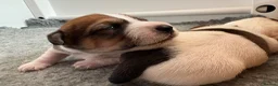 Jack Russell dogs for sale: Delightful Miniature Jack Russell Pups - Advert 7