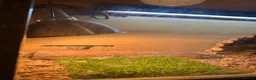 Bearded Dragon reptiles for sale: Male Bearded Dragon for sale  in Bristol - Advert 3
