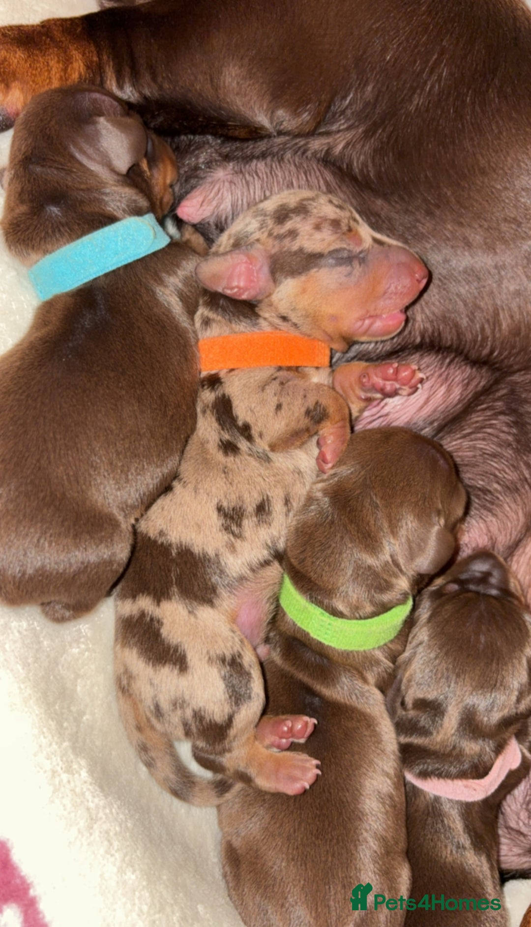 Miniature Dachshund dogs for sale: Miniature dachshund pups for sale 2 boys 1 girl  - Image 35