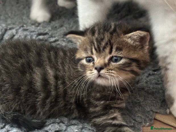 Exotic cats - Advert 1