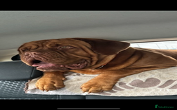 Dogue De Bordeaux dogs for stud: *** Ready to stud *** - Image 5