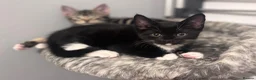 British Shorthair cats for sale: 🐾 Beautiful British Shorthair Cross Kittens - Advert 6