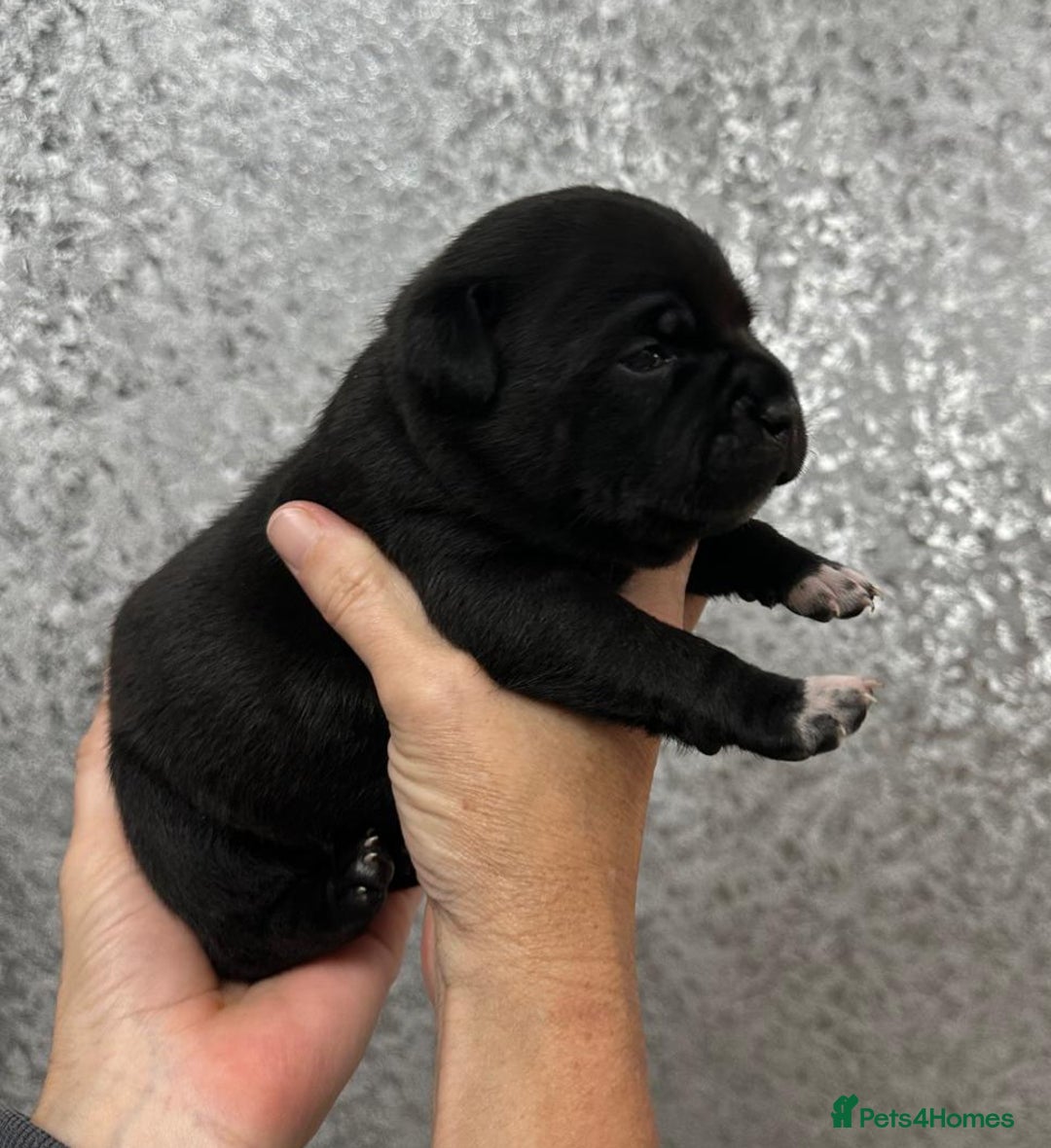 Staffordshire Bull Terrier dogs for sale: KC Staffordshire Bull Terrier Puppies 🖤 - Image 16
