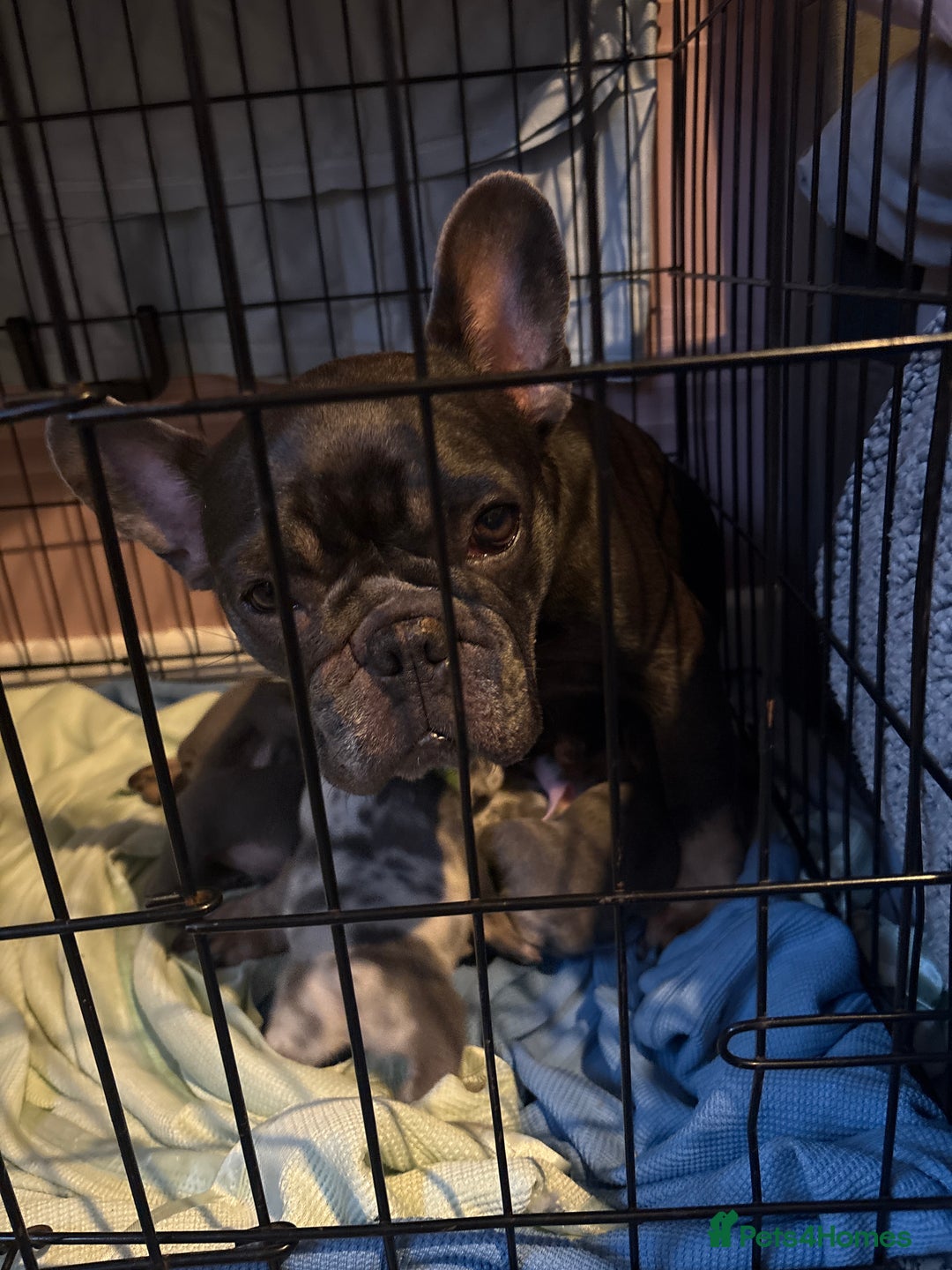 French Bulldog dogs for sale: French bulldog puppies  - Image 1