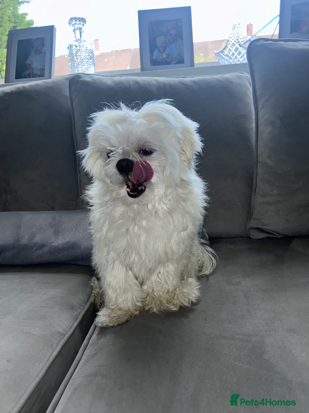 Maltese dogs for stud: Fabulous proven miniature Maltese for stud 🌟 in South Shields - Advert 19