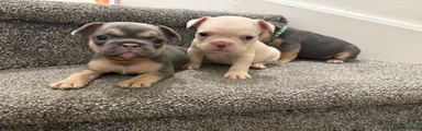 French Bulldog 4