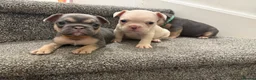 French Bulldog dogs for sale: KC reg French bulldogs Ready 7th August ❤️❤️❤️ - Advert 14