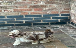 Shihpoo dogs for sale: Shipoos  - Image 2