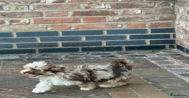 Shihpoo dogs - Advert 6