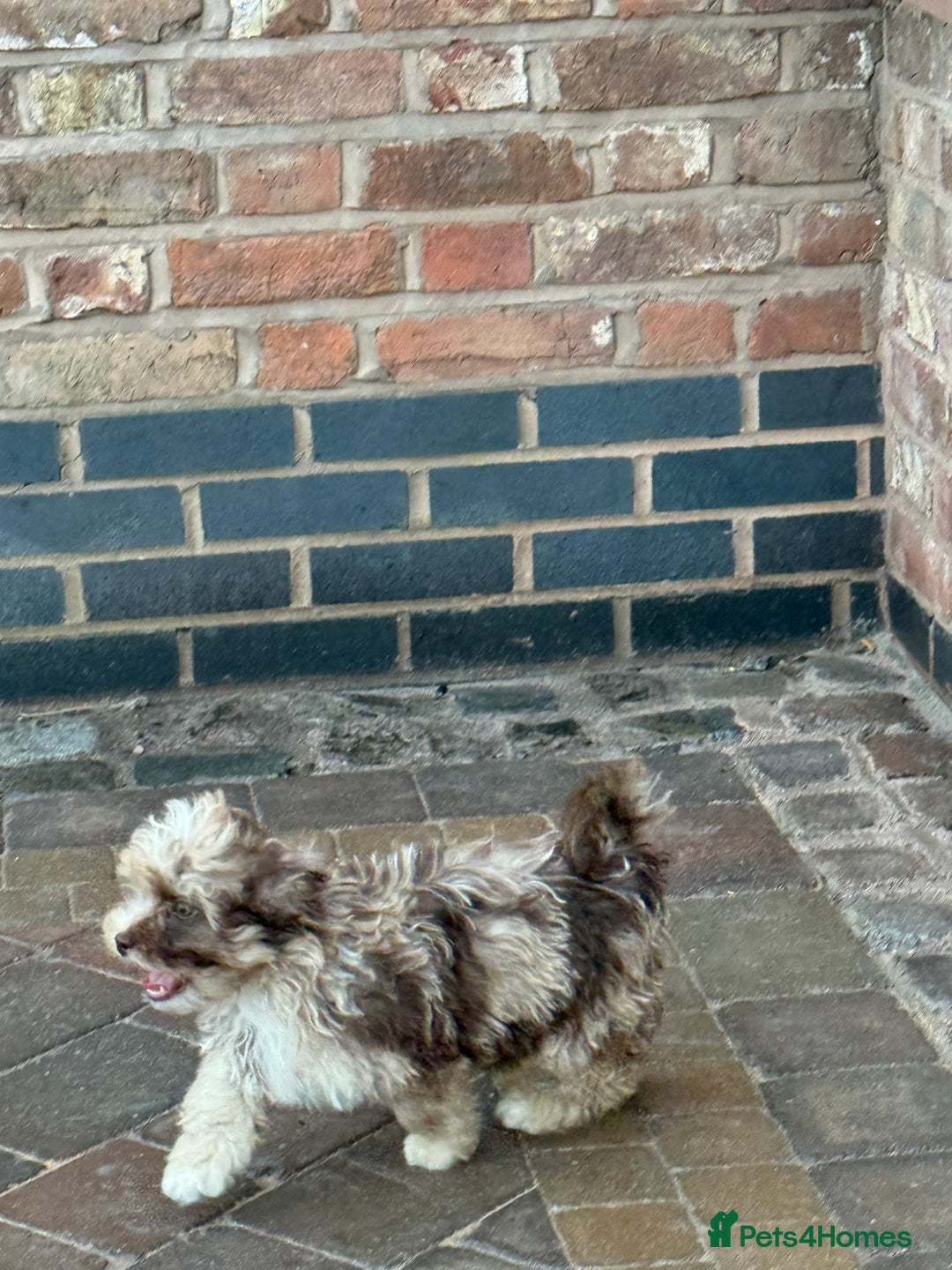 Shihpoo dogs for sale: Shipoos  - Image 2