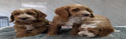 Cockapoo dogs for sale: Beautiful red pups from health tested parents - Advert 11