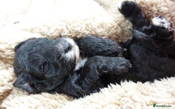 Sheepadoodle dogs for sale: Mini Sheepadoodle the wait is over!  - Image 34