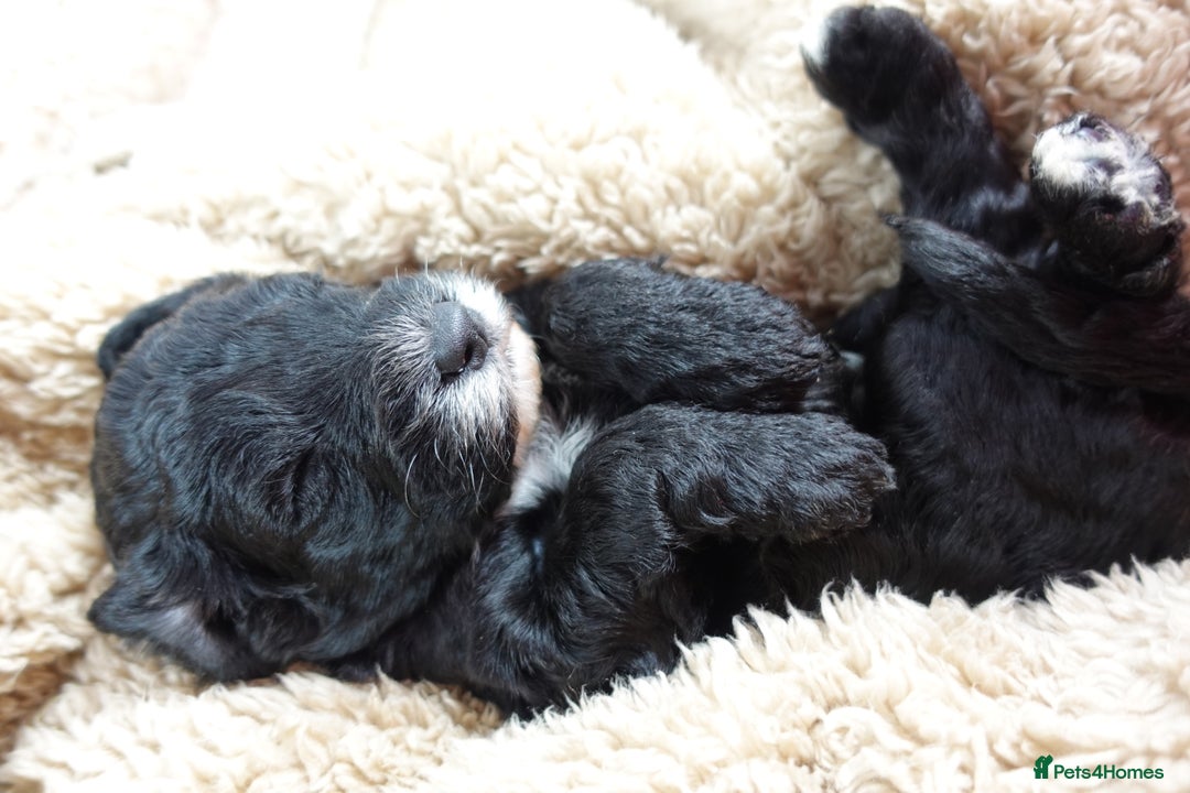 Sheepadoodle dogs for sale: Mini Sheepadoodle the wait is over!  - Image 34