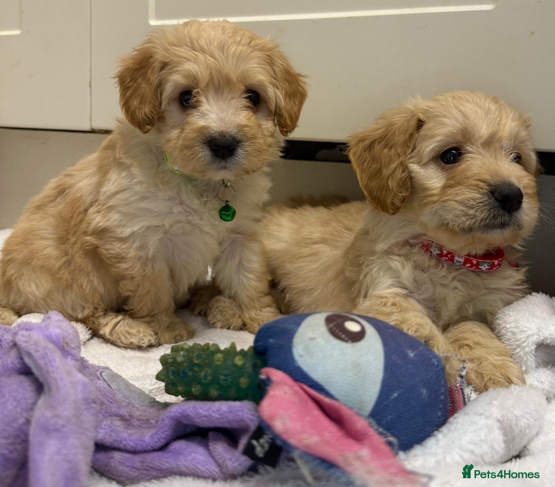 Cockapoo dogs for sale: Bred From Health Tested Parents - Advert 19