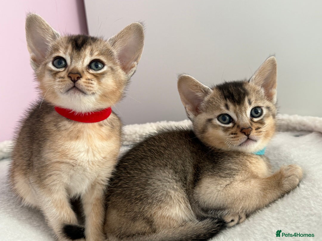 Abyssinian cats for sale: TICA reg Abyssinian sweet kittens rare colours  - Image 19