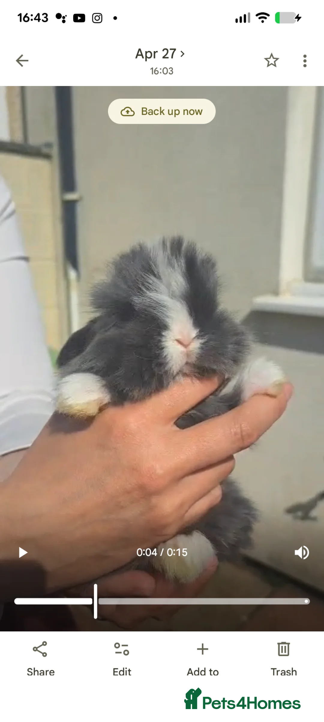 Mini Lop rabbits for sale: Holland lop bunnies in Plymouth - Advert 14