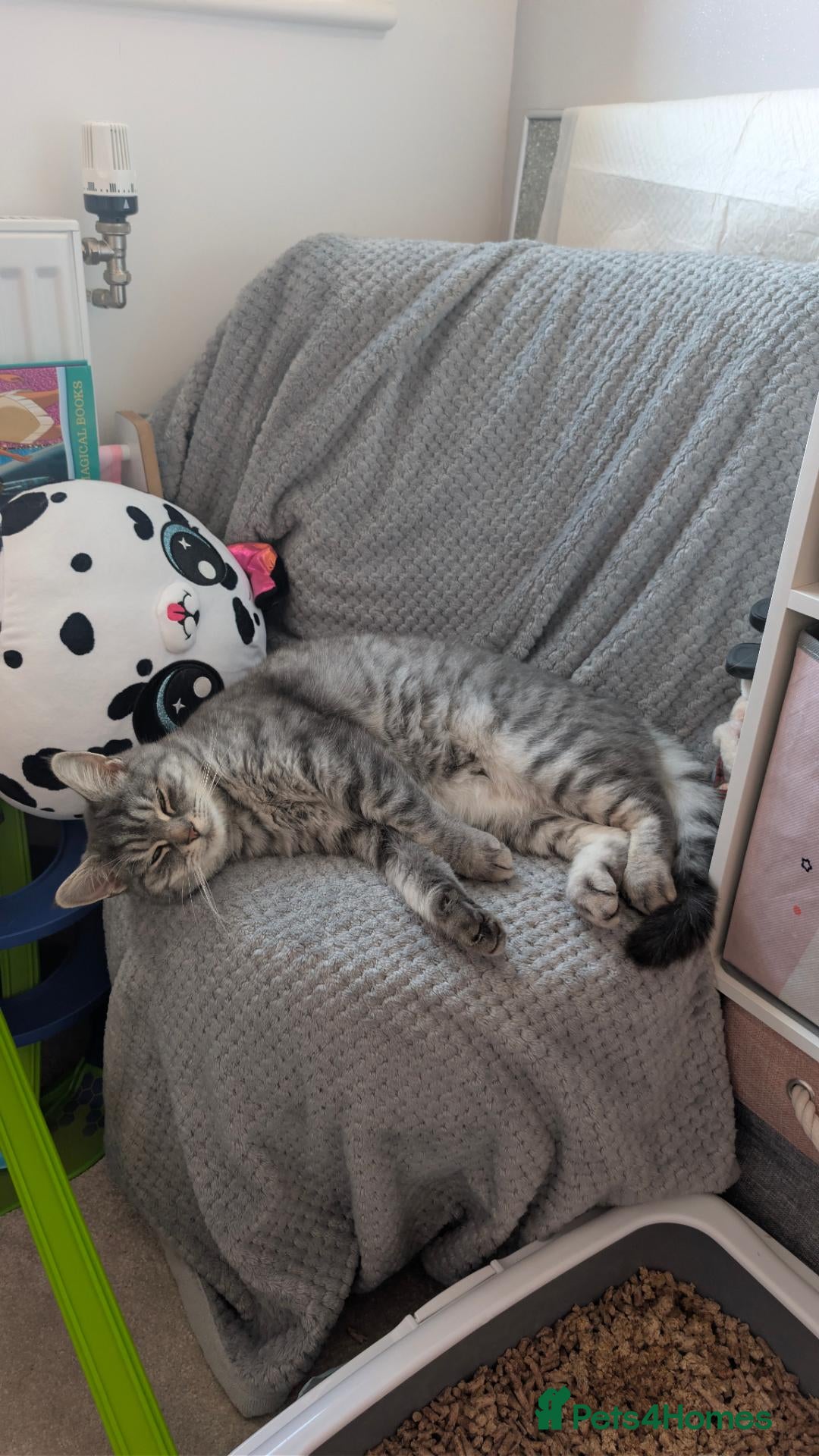 Mixed Breed cats for sale: Chinchilla Persian x bombay  - Advert 2