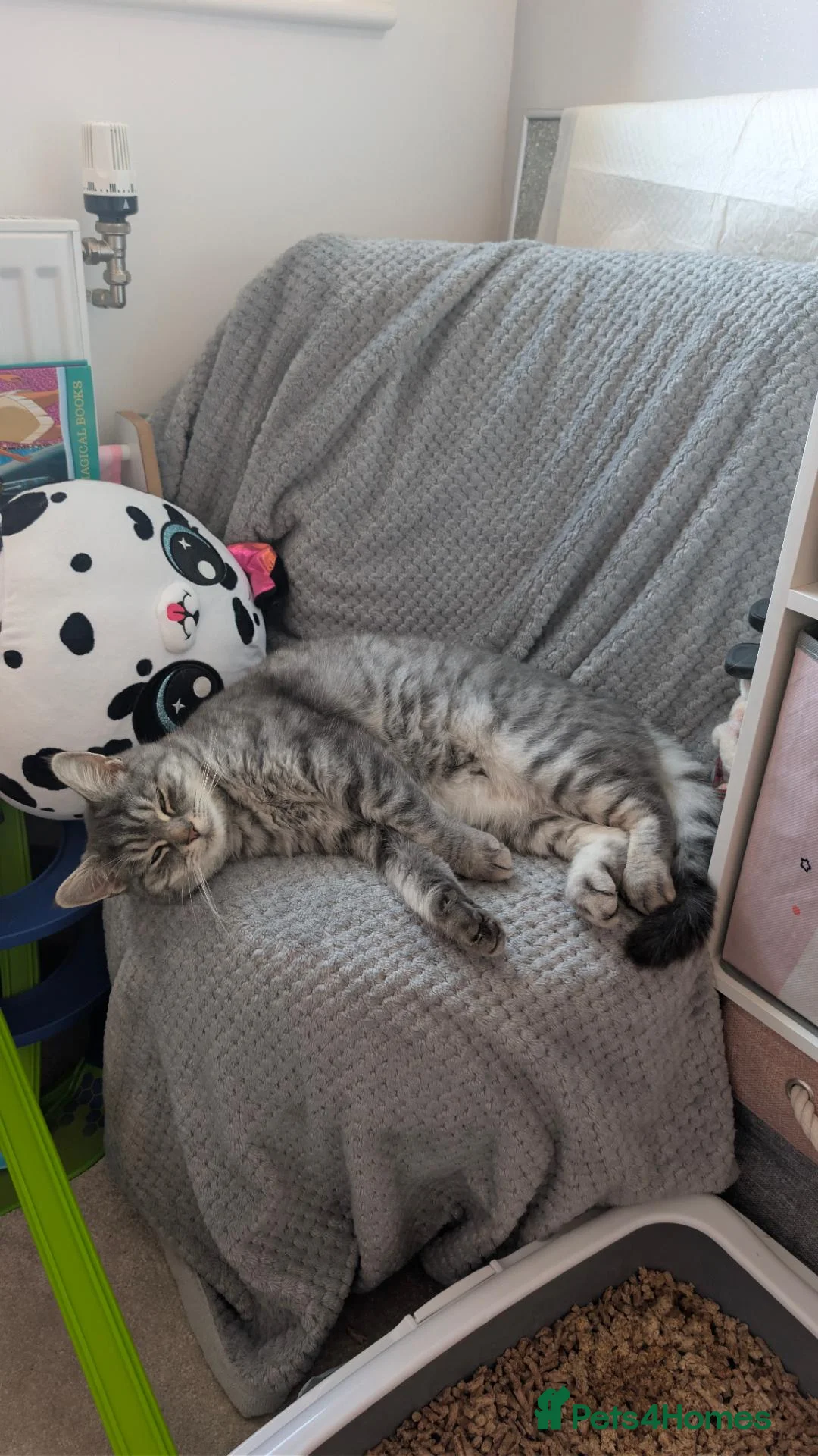 Mixed Breed cats for sale: Chinchilla Persian x bombay  - Advert 1