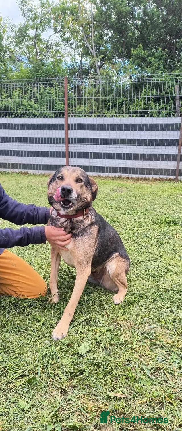 Mixed Breed dogs Heart 💖  - Advert 2