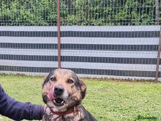 Mixed Breed dogs Heart 💖 - Advert 18