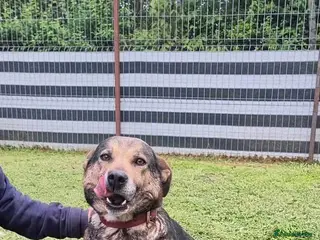 Mixed Breed dogs Heart 💖 - Advert 21