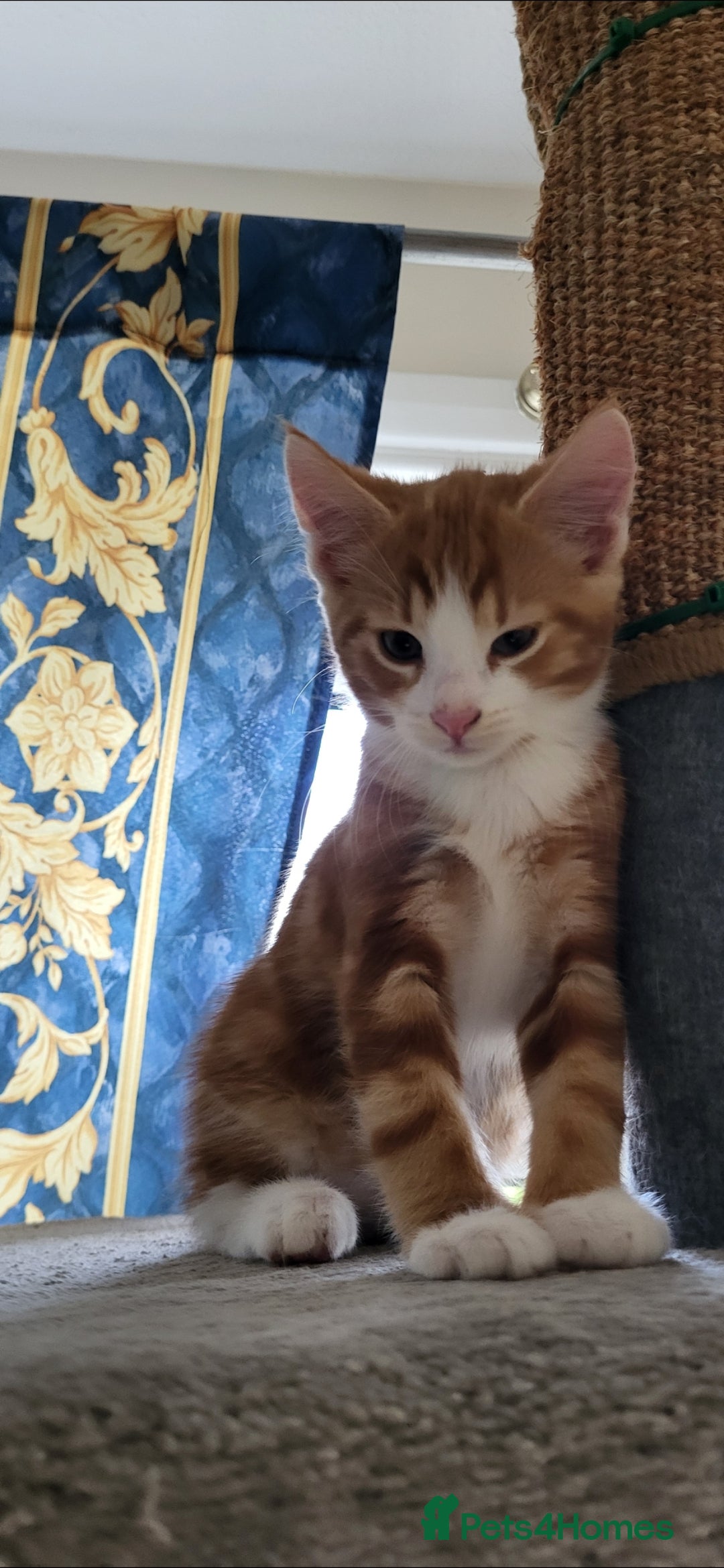 European cats for sale: Beautiful kittens looking good a home - Image 2