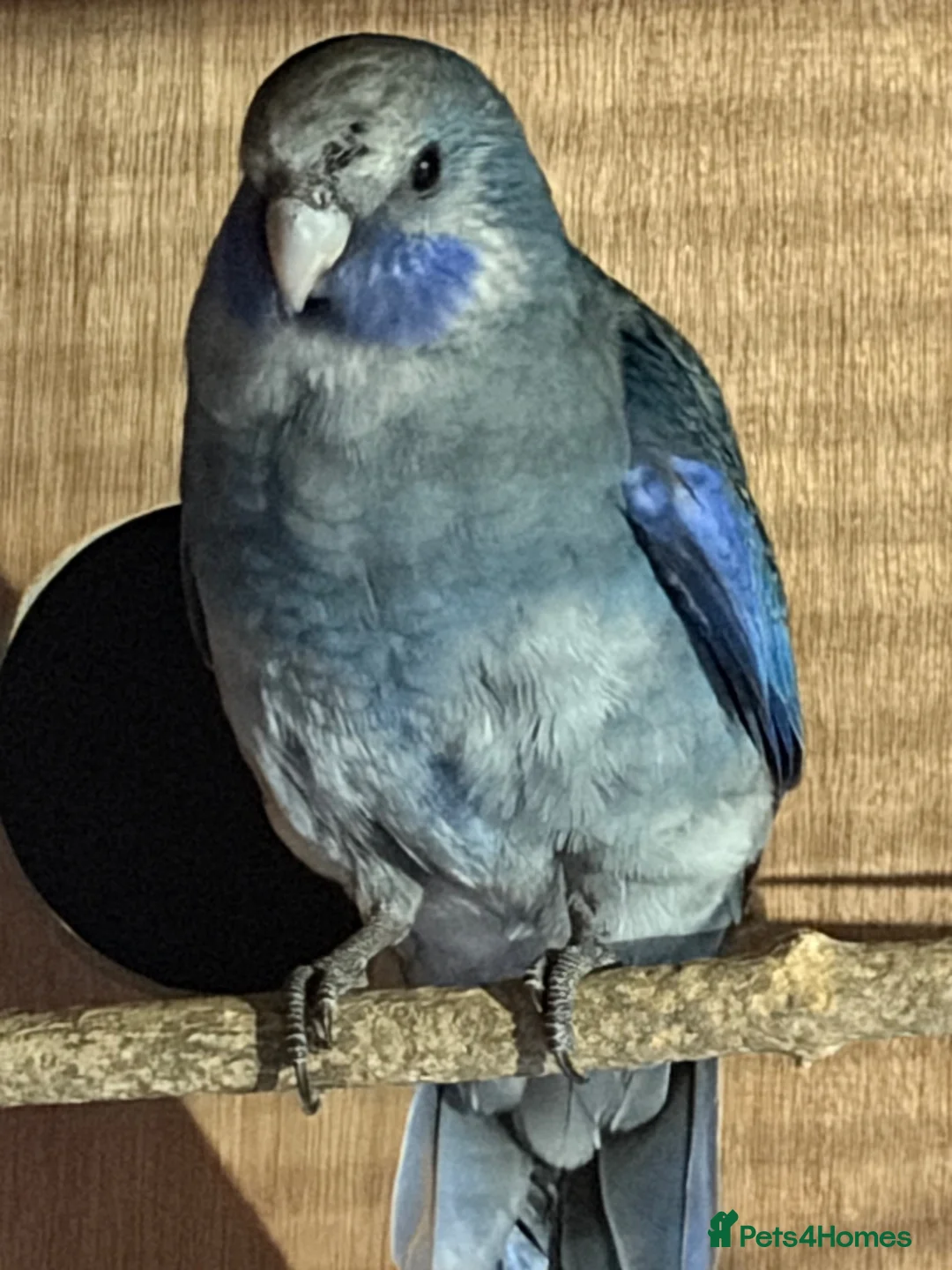 Parakeets birds for sale: Young pennants for sale - Advert 1