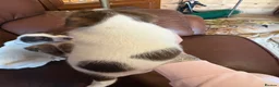 Jack Russell dogs for sale: Jack Russell puppies - Advert 3