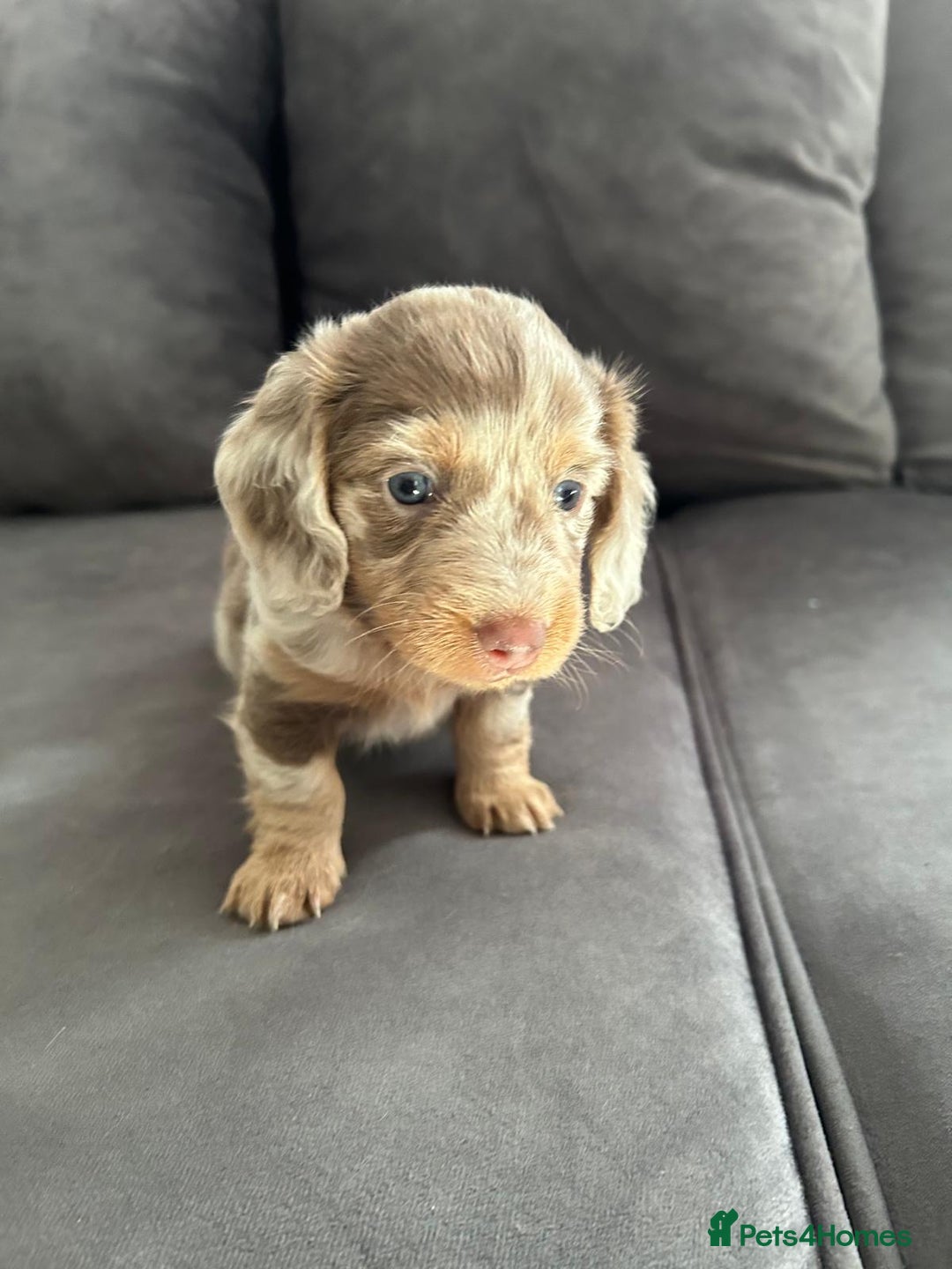 Miniature Dachshund dogs for sale: Beautiful champion miniature dachshunds - Image 4